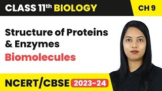 Structure of Proteins Enzymes  Biomolecules  Class 11 Biology Chapter 9  CBSE [upl. by Tj]