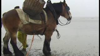 Belgian Draft HorsesSHRIMP FISHING – THE WORLD’S LAST REMAINING HORSEBACK FISHERMEN OOSTDUINKERKE [upl. by Whitelaw]