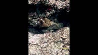 Trunkfish coralhead coralreef underwater trunkfish [upl. by Aillicirp]