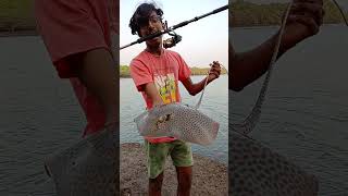 Beautiful Stingray Caught While BaitFishing Leopard Ray  Fishing In Goa stingray leopardray goa [upl. by Ojyma336]