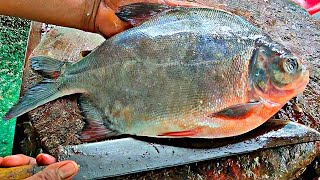 Big Tambaqui Fish Cutting Skill  piranha fish cut  And Expert Fish Cutter Mr Ashikul [upl. by Ennywg395]