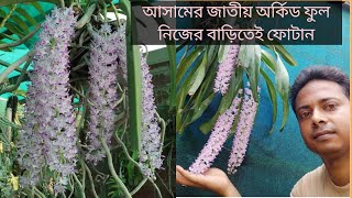 আসামের জাতীয় ফুল সহজেই ফোটান নিজের বাড়িতে Foxtail Orchid carerhynchostylis retusaassam bihu [upl. by Kcirredal]