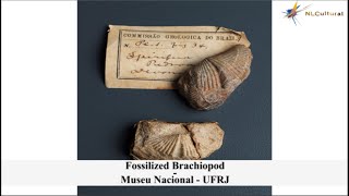 Brachiopod at The Museu Nacional  UFRJ [upl. by Animsaj]