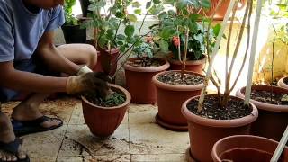 Removing Plant from an earthen potTerrace Gardening TipsTGT [upl. by Sussna]