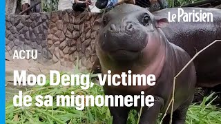 Moo Deng le bébé hippopotame nain qui fait craquer Internet et ce n’est pas sans danger [upl. by Anavi942]