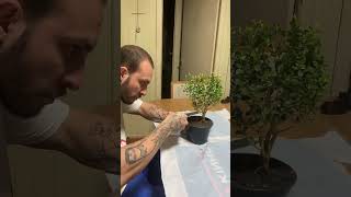 Limpando os galhos secos do Bonsai de Buxinho bonsai bonsaitree buxus limpeza [upl. by Ahseital284]