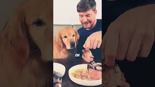 dog food foodie steak mrbeast shortvideo shorts [upl. by Atteloj]