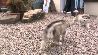 Alaskan Malamute Puppies after bath [upl. by Elleniad]