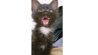 Cross Eyed Cat Meme  Viral Cat Saying Huh Meme 😺New Black Kitten Meme 😂Cat Haan Meme Orginal Video [upl. by Issie28]