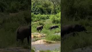 Playful Elephants Splashing Around on a Sunny Day [upl. by Jb111]