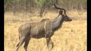 African wildlife The Kudu [upl. by Lledraw]