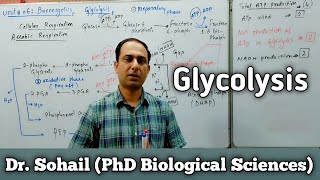 Reactions of Glycolysis  Cellular Respiration  11th Biology  MDCAT Biology  Dr Sohail [upl. by Fransis]