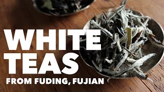 White Teas from Fujian – Silver Needle White Peony and Shou Mei [upl. by Gunthar]