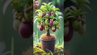 mangosteen gardening fruiting garden bonsai harvesting farming youtubevideo [upl. by Dilaw]