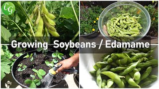 Cultivate Your Own Edamame A Guide to Growing and Enjoying Soybeans [upl. by Odo]