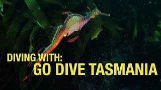 Diving with GO DIVE TASMANIA  Eaglehawk Neck [upl. by Sema]