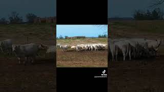 Charolais Farm cattle [upl. by Thomasine]