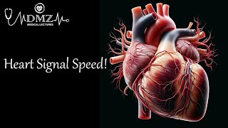 What is the Conduction Velocity of an Action Potential in Cardiac Muscle [upl. by Einnel8]