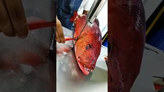 Giant sea rad snapper fish cutting skills video big fish cutting market shorts fishlaver [upl. by Muna]