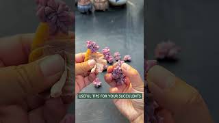 Useful tips for succulents 🪴 다육이들 suculentas 多肉植物 succulents Shorts [upl. by Essirehc]