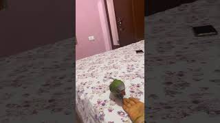 🥰😍😘❤ viralvideo parrot comedy trending funny love cute [upl. by Alfonso460]