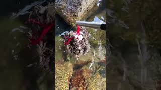 How To Catch Carbs  Amazing Crabs Catching crabs youtubeshorts [upl. by Anade]