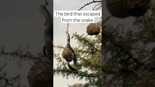 The bird that escaped from the snake💪🏻 shortvideo animals healing birds bird shorts [upl. by Eremahs]