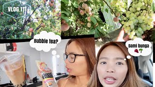 ANG DAMING PRUTAS SA GARDEN 🍇 BUNTIS BA TLAGA🤰 UPDATE SA DERMADRY  PANU GUMAWA BUBBLE TEA ❤️ [upl. by Attehcnoc]