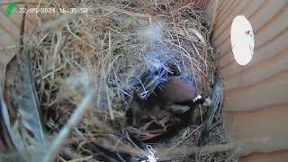 Tree Sparrow Nest Compilation [upl. by Anirda290]