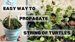 How l Keep String of Turtles Cuttings Alive and Propagated Successfully in Fluval and Moss 4 Days [upl. by Talya755]