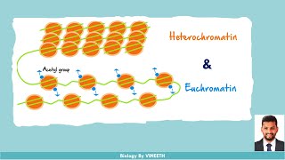 Heterochromatin and Euchromatin [upl. by Ivad947]