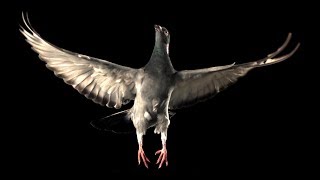 Slow Motion Pigeon Flight  BBC Earth [upl. by Phebe735]