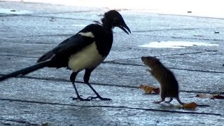 Mouse Rat VS Bird Fight Footage [upl. by Anifesoj]