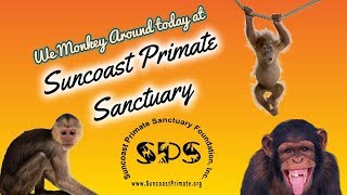 Suncoast Primate Sanctuary in Palm Harbor Florida [upl. by Liman]