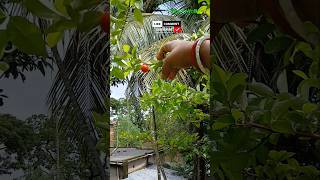 Barbados cherries 🍒 gardening viralshorts trending ytshorts [upl. by Schram]