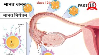 निषेचन। neshechan। Fertilization in hindi । मानव जनन । [upl. by Kimble479]