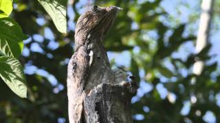 Common Potoo With Young [upl. by Eecak]