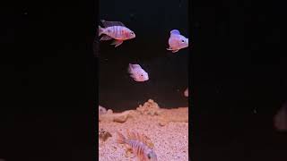 Stop Solusi ikan cichlid tidak tumbuh merata cichlids fish africancichlids [upl. by Ardnuasak]