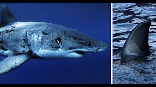 Face to Face with the Largest Great White Shark Ive seen this Year Return to Guadalupe Island [upl. by Atile]