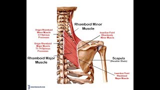 Rhomboid exercise [upl. by Klarika]