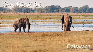 Botswana  Chobe National Park 4K [upl. by Territus433]