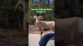 Дикая природа Канады wildlife banff [upl. by Isleen]