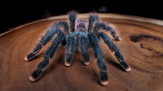 Avicularia avicularia care for Tarantula Kat collab [upl. by Nnailuj]