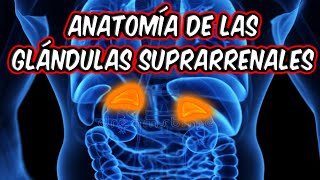 ANATOMÍA DE LAS GLÁNDULAS SUPRARRENALES TODO LO QUE NECESITÁS SABER🦴🩺 [upl. by Tierza]