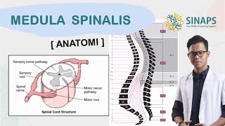 SINAPINTAR 03  Anatomi Medula Spinalis Spinal Cord Substansia AlbaampNigra DorsalampVentral Horn [upl. by Ettenoj]