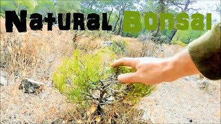 Pine Tree Yamadori Hunting  50 Minutes of Bonsai Inspiration From Nature [upl. by Av460]