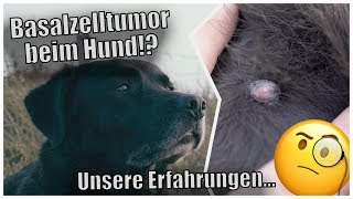 Basalzelltumor beim Hund  Verlauf Diagnose Behandlung  Tony Kliebisch [upl. by Asereht618]