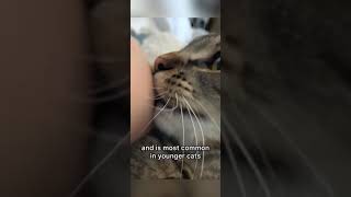 THIS is why cats bite their owners [upl. by Joe]