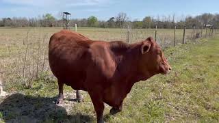 Rocking RB Cattle Co Beefmaster Heifer Cleopatras Fire [upl. by Kristal794]