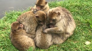 Barbary Macaque 13  Givskud Zoo Denmark [upl. by Macur]